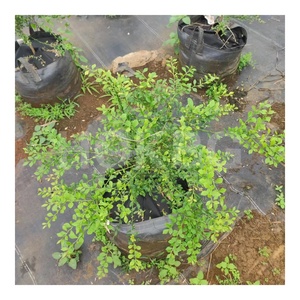 HOKBG-Bolsa de cultivo de <span class=keywords><strong>50</strong></span> <span class=keywords><strong>litros</strong></span>, 13 galones, respetuoso con el medio ambiente, Anti-UV, tela tejida PP duradera, macetas y jardineras para jardín de flores - Product Image 3