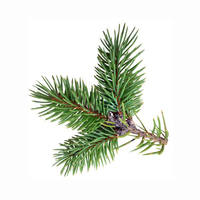 Huile de feuilles de pin pure et naturelle, extrait végétal, prix de gros, bouteille de 500 ml, huile comestible pour le soutien de la santé