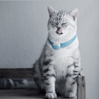 Localisateur GPS Mascota, Eview Pet GPS Tag 4G CAT-M GPS Tracker Small