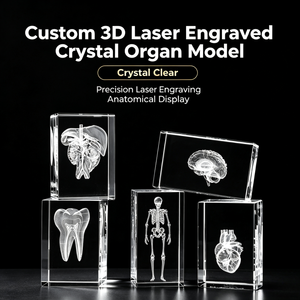 Cubo di Cristallo K9 Inciso al Laser 3D, Modello di Organi Umani: Cuore, Cervello, Dente, Scheletro, Fegato, Ornamento Didattico Medico, Souvenir per Dottori - Product Image 2