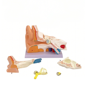 Modèles anatomiques 3D Aides à la formation en otologie Modèle d'oreille humaine pour étudiants Simulation médicale réaliste Structure anatomique de l'oreille - Product Image 3