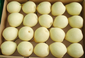 Pêres Ya chinoises fraîches de haute qualité, sucrées et juteuses, fournisseur en gros pour l'exportation - Product Image 4