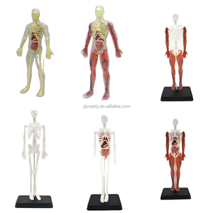 Juguetes de modelo de anatomía, modelo de anatomía muscular humana, juguete de órgano corporal, laboratorio de anatomía <span class=keywords><strong>y</strong></span> fisiología humana - Product Image 2