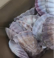 Paquet de coquillages de grande taille 4-7 pouces pour décoration, vaisselle européenne, coquillage de mer, en vrac, vente en gros
