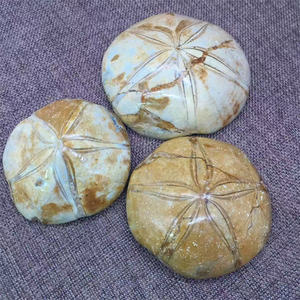 Nieuwkomers Natuurlijke Zeester Steen Genezingen Kristal Ruwe Steen Folk Ambachten Ster Fossielen Steen Te Koop - Product Image 6