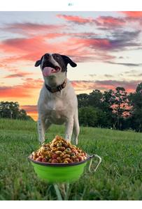 Cuenco plegable a prueba de fugas para mascotas, plato portátil de silicona para comida y agua para perros y gatos para senderismo, camping y uso en movimiento/ - Product Image 6