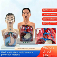 Mannequin d'entraînement au lavage gastrique humain SCIEDU, modèle pédagogique transparent pour la décompression gastro-intestinale