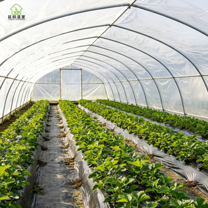 Invernadero Portátil Grande de Plástico Cubierto con Láminas, Diseño de <span class=keywords><strong>Túnel</strong></span> de un Solo Tramo para Agricultura y Jardinería - Product Image 6