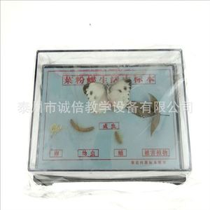 Especímen del ciclo de vida de la mariposa blanca del repollo J43105, equipo para experimentos de biología para escuelas secundarias y preparatorias, escuela secundaria - Product Image 5