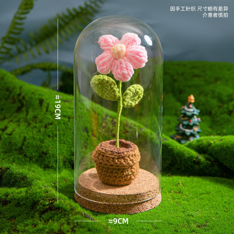 ดอกเดซี่สีชมพูสำเร็จรูป-สูง15ซม