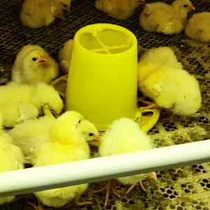 Mangeoire à poulet suspendue Capacité <span class=keywords><strong>10L</strong></span> de la cuvette d'alimentation de volaille en <span class=keywords><strong>plastique</strong></span> jaune - Product Image 5