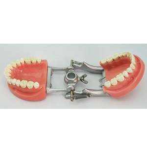 Modelo de dientes simulados estándar Modelo de entrenamiento de estudio dental 32 piezas Dientes extraíbles - Product Image 3