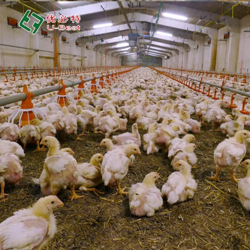 Hochfester moderner Ausrüstungsschuppen Geflügelfarm-Design Broiler vollautomatischer Hühnerfütterer