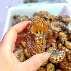 Doğal cilalı şifa taşı ev dekorasyon için amonyum krizantem salyangoz fosilleri taş fosil - Product Image 2