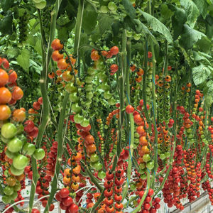 Tuteur de Serre de Jardin Fléché avec Nouveau Tuyau en PE Blanc pour Tomates Myrtilles et Plantes en Pot - Product Image 2