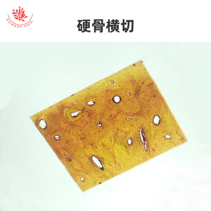 <b>Microscopic</b> slides of bones, joints, skeletal muscle, and red bone marrow for laboratory teaching and physiological and - Product Image 2