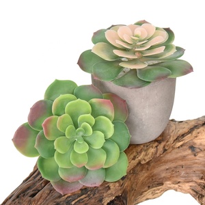 Mini piante finte <span class=keywords><strong>colorate</strong></span> artificiali <span class=keywords><strong>succulente</strong></span> per la decorazione della scrivania - Product Image 5