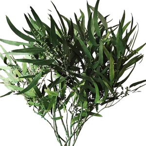 Fournisseur d'usine en gros : <span class=keywords><strong>Eucalyptus</strong></span> préservé, <span class=keywords><strong>Eucalyptus</strong></span> sauvage, <span class=keywords><strong>Eucalyptus</strong></span> <span class=keywords><strong>séché</strong></span> au toucher naturel - Product Image 1
