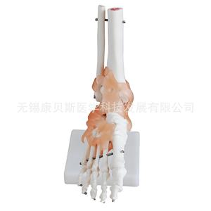 Modèle d'articulation du pied KBS/XC113A avec ligaments, modèle de pied, de fémur et de tibia, modèle squelettique humain - Product Image 3