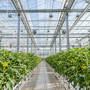 ฟิล์ม PE ส่งแสงสูง Skyplant สำหรับโรงเรือนเกษตรแบบหลายช่วง แผงใสสองชั้นประสิทธิภาพสูง แข็งแรงทนทาน - Product Image 4