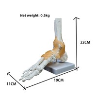 Modelo de Articulación de Tobillo Humano con Ligamentos |   Modelo Anatómico del Esqueleto del Pie y Tobillo para Enseñanza y Educación Médica