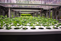 Système d'équipement de boîte de clonage aéroponique à base de plantes Top1 de Chine