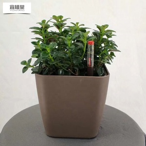 YIZHITANG <span class=keywords><strong>vasi</strong></span> autoassorbenti da 5 pollici <span class=keywords><strong>per</strong></span> decorazioni <span class=keywords><strong>per</strong></span> il giardino di casa matrimonio composizioni floreali Bonsai <span class=keywords><strong>piante</strong></span> in plastica succulenta - Product Image 6