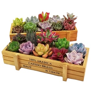 Caja de Almacenamiento de Madera Rectangular para Suculentas, 4.5cm de Alto, Maceta de Madera Maciza para Escritorio, Estilo Vintage Zakka, Caja Decorativa - Product Image 5
