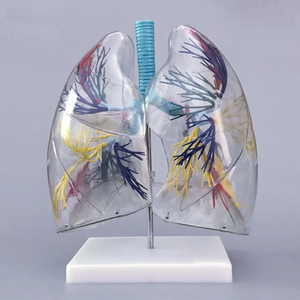 Transparentes Anatomisches Menschliches Lungenmodell mit Bronchien für Medizinstudenten und Atemwegsbehandlungsexperten Anatomie-Lehrmaterial CE/ISO - Product Image 4