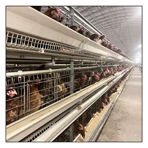 Commercio automatico di progettazione H tipo strato di gabbie di pollo uovo per attrezzature per allevamento di pollame