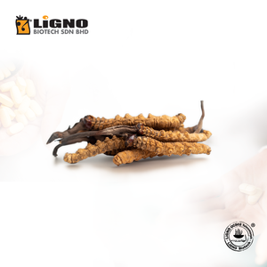 ผงโอฟิโอคอร์ดิเซปส์ ซิเนนซิส มาตรฐาน LiGNO OCS02 |   ได้รับการรับรองฮาลาลและโคเชอร์ |   อาหารเพื่อสุขภาพเกรดอาหาร |   ผู้ผลิตแบบ OEM/ODM - Product Image 1