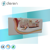 Modèle de mandibule avec nerfs dentaires et vaisseaux sanguins, modèle d'anatomie dentaire mobile pour la formation médicale