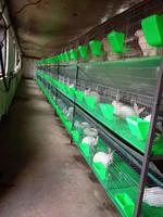 Approvisionnement d'usine 2,6,9,12 portes grande cage à lapin galvanisée à chaud pour l'agriculture commerciale de lapin