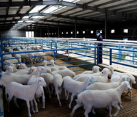 Abri pour bétail en acier galvanisé anti-rouille et imperméable pour porcs et moutons, accessoires complets sur mesure, structure stable, faible coût de construction