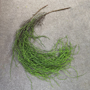 Plantes artificielles suspendues, type mousse, longues guirlandes de <span class=keywords><strong>saule</strong></span> pour décoration murale, vitrine, plafond et aménagement paysager - Product Image 2