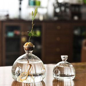 Tondo <span class=keywords><strong>in</strong></span> vetro trasparente da tavolo <span class=keywords><strong>di</strong></span> Avocado seme <span class=keywords><strong>di</strong></span> avviamento piantatrice idroponica pianta decorazione per la casa <span class=keywords><strong>vaso</strong></span> <span class=keywords><strong>di</strong></span> propagazione <span class=keywords><strong>vaso</strong></span> per la casa - Product Image 5