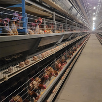 Équipement entièrement automatique de type A, cage à poules pondeuses à 4 niveaux pour 128 oiseaux, pour entreprise d'élevage avicole commercial