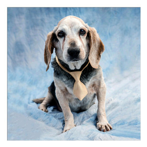 Tranh Đính Đá 5D Bán Chạy Mới Tranh Đính Đá Tự Làm Tranh Đính Đá Trang Trí Nhà Cửa Tranh Đính Đá 5D Hình Chú Chó Động Vật - Product Image 1