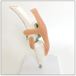 Hueso de perro, modelo de ligamento de perro, modelo de enseñanza veterinaria para mascotas - Product Image 4