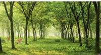 Moderne Simple 3D Pastorale Papier Peint Imperméable Forêt Paysage Mur Tissu pour Salon Salle À Manger 18D Naturel Paysage Mur