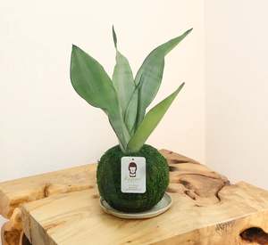 <span class=keywords><strong>Sansevieria</strong></span> Moonlight Kokedama con bola de musgo Estado colgante - Product Image 1