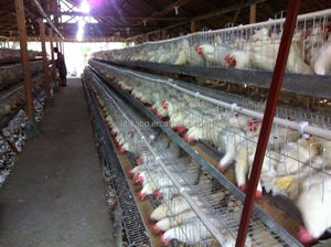 Equipo de Cría de Animales y Aves de Corral, Jaula de Cría de Pollos, Mangeoire pour Poule, Gallinero, Corral para Pollos de Engorde - Product Image 5