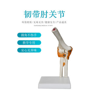 Articulación <span class=keywords><strong>de</strong></span> codo <span class=keywords><strong>de</strong></span> plástico con ligamento, modelo <span class=keywords><strong>de</strong></span> articulación <span class=keywords><strong>de</strong></span> <span class=keywords><strong>rodilla</strong></span> humana, esqueleto <span class=keywords><strong>de</strong></span> articulación <span class=keywords><strong>de</strong></span> codo - Product Image 2