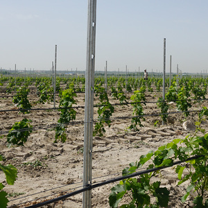 <span class=keywords><strong>Support</strong></span> pour plantes grimpantes en matériau Q195, épaisseur 2,2 mm, solution agricole économique et fiable - Product Image 6