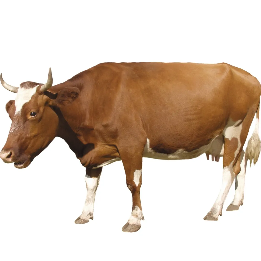 Металлическая Строительная стальная конструкция для крупного рогатого скота, коровник, сарай для овец, копилка с самым дешевым решением