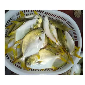 Frozen Whole Round Golden Pompano Price For Sale Frozen Golden Pomfret Whole Round China IQF Pompano For Market