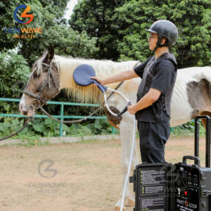 Máquina de terapia de caballos Máquina de animales Máquina de terapia magnética Pemf Loop Pemf Gauss Soporte para condiciones crónicas - Product Image 6