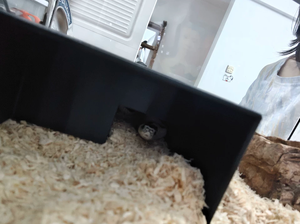 Reptile Maze <span class=keywords><strong>Escape</strong></span> Toy Safe Plastic Hideout para Gecko/Snake/Scorpion/Centipede, Instinct Stimulation Pet Structure - Product Image 6