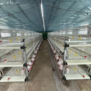 Cage d'élevage de poussins à 3/4 niveaux avec bande de fumier, pour poulets de la poussée à l'adulcoration, vente directe <span class=keywords><strong>usine</strong></span> - Product Image 2