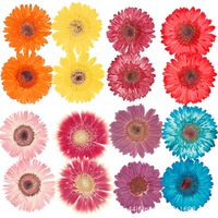 Bunga Gerbera Kering Bunga Kering yang Ditekan Spesimen Tanaman Alami Kerajinan Berlapis Resin Perlengkapan Seni Kuku Kecantikan DIY